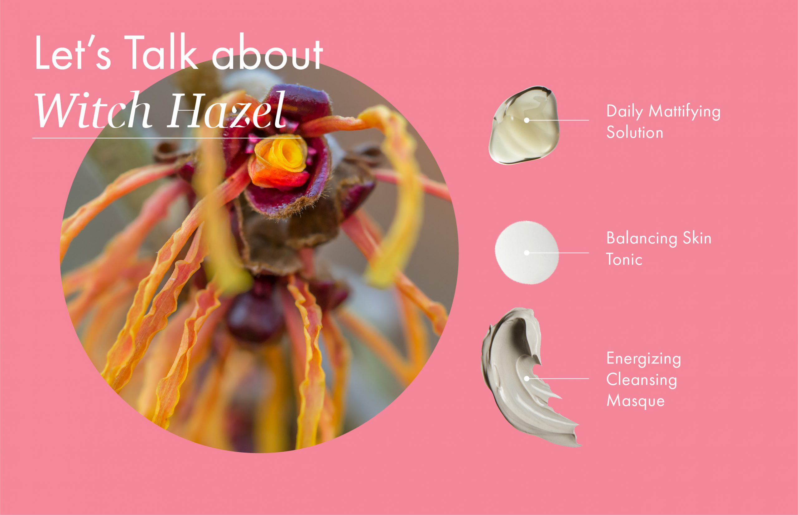 How Witch Hazel Can Benefit Oily or Irritated Skin